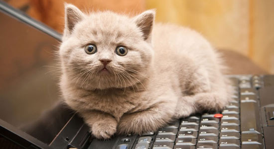 Почему кошки так любят клавиатуры?